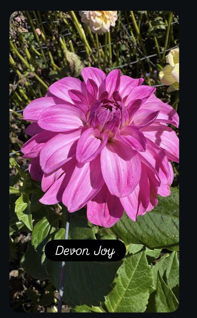 Devon Joy
