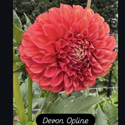 Devon Opline