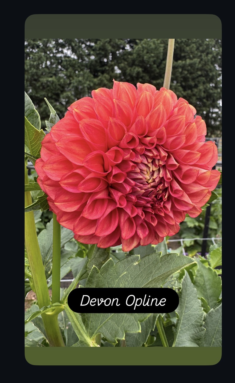 Devon Opline