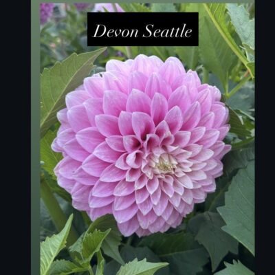 Devon Seattle