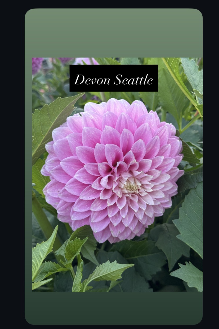 Devon Seattle