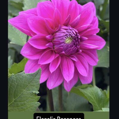 Florelie Baroness