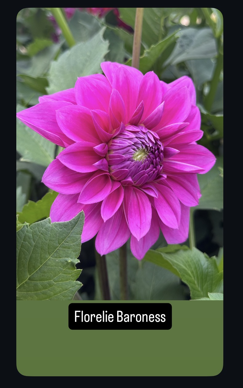 Florelie Baroness