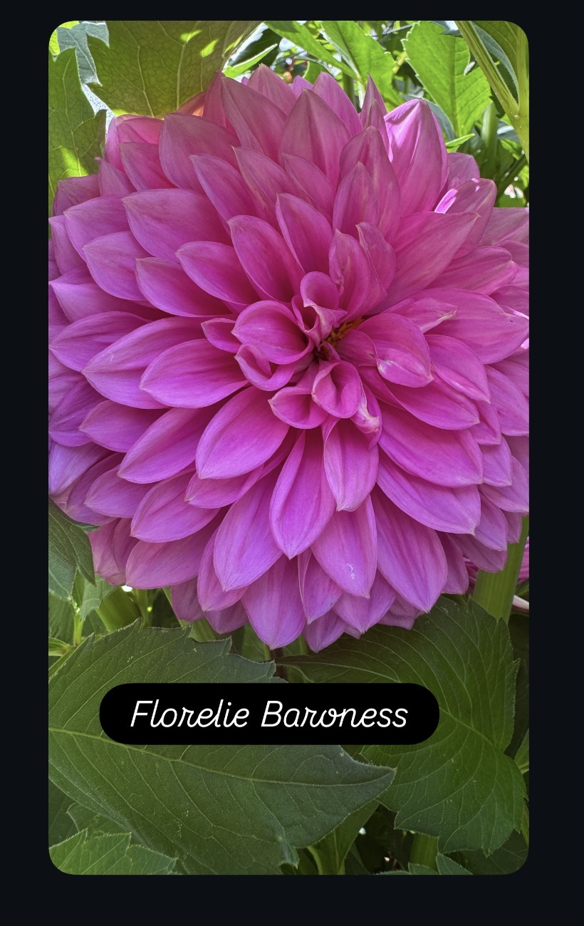 Florelie Baroness - Image 2