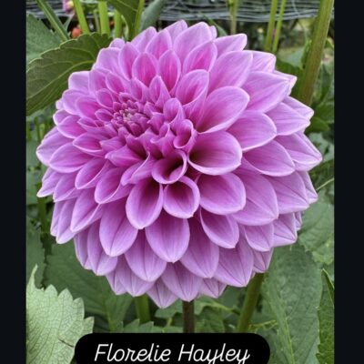 Florelie Hayley