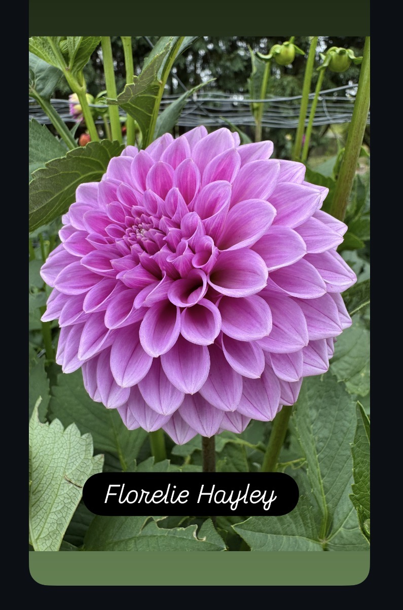 Florelie Hayley
