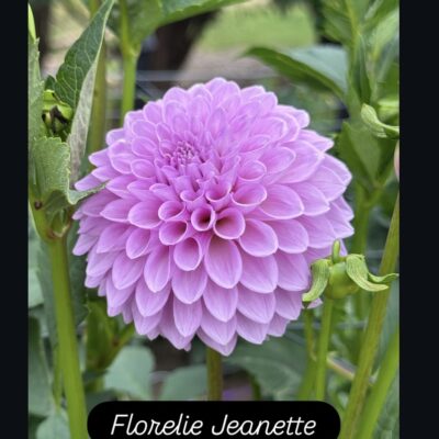 Florelie Jeanette