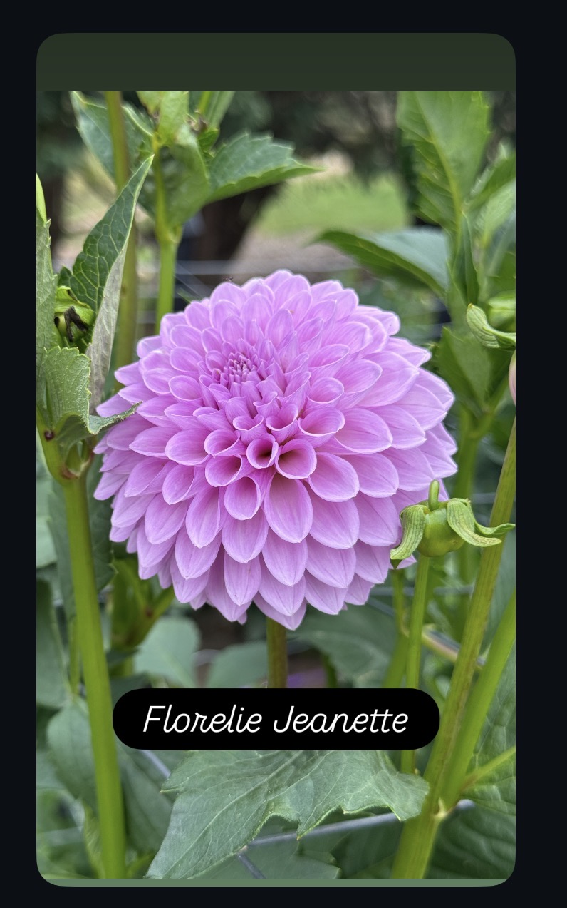Florelie Jeanette