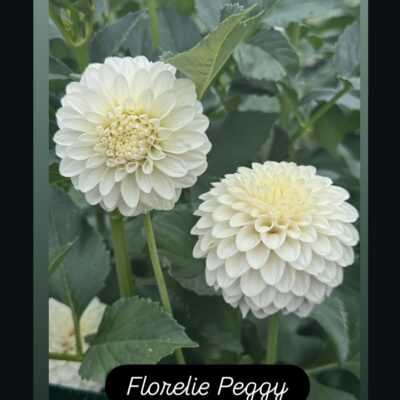 Florelie Peggy