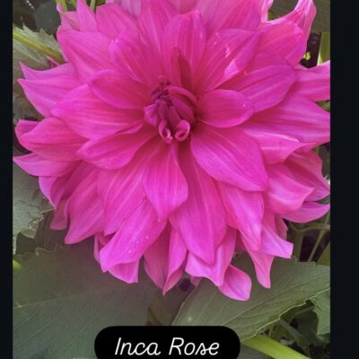 Inca Rose