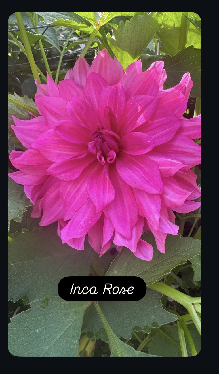 Inca Rose