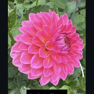 Pink Suffusion