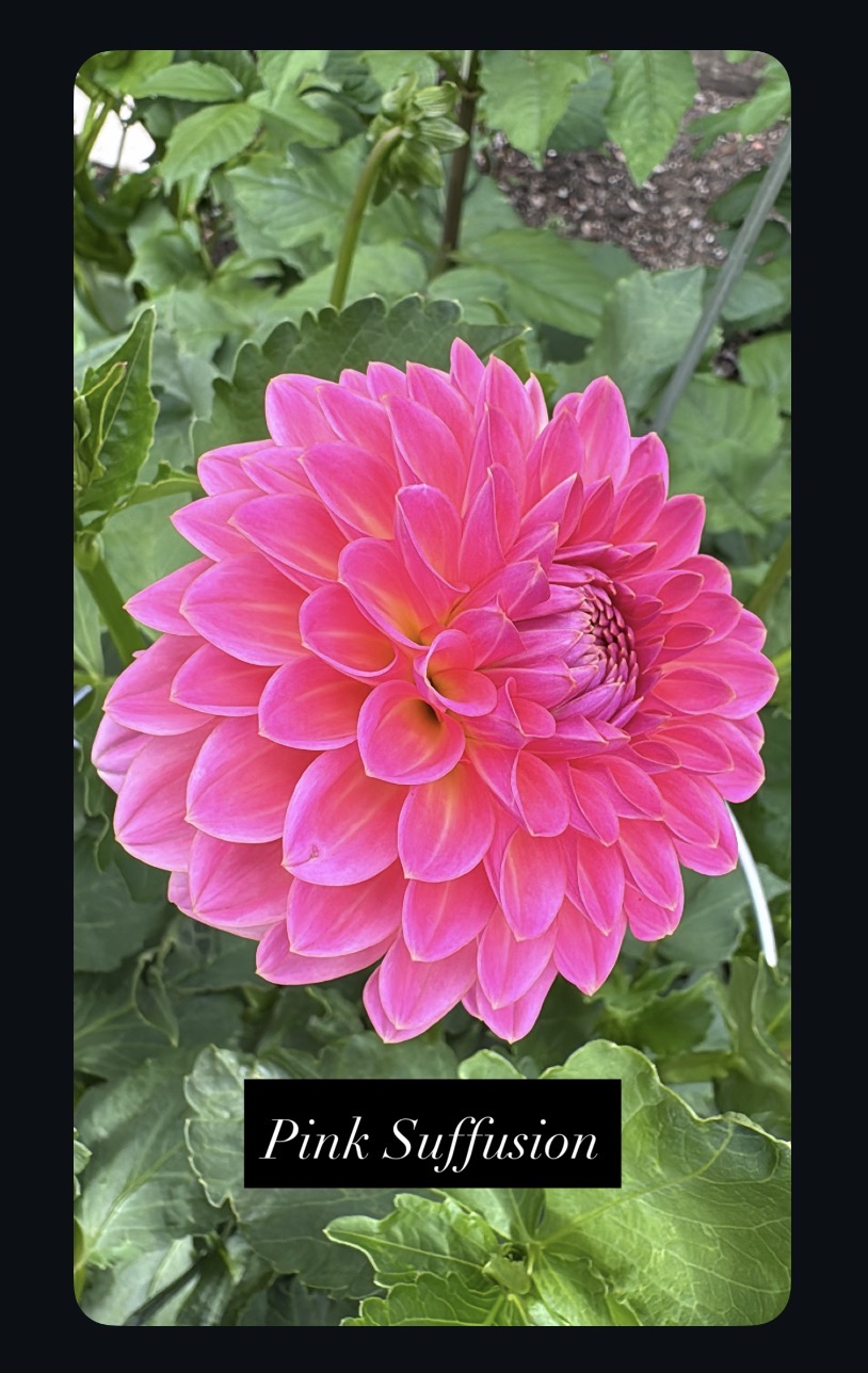 Pink Suffusion