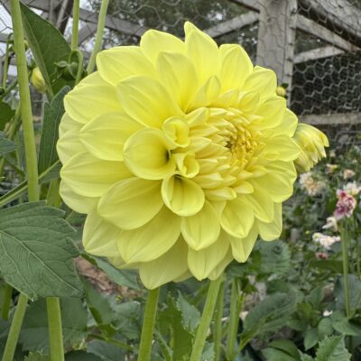 Dahlia Patch 'Dahlia Jean'