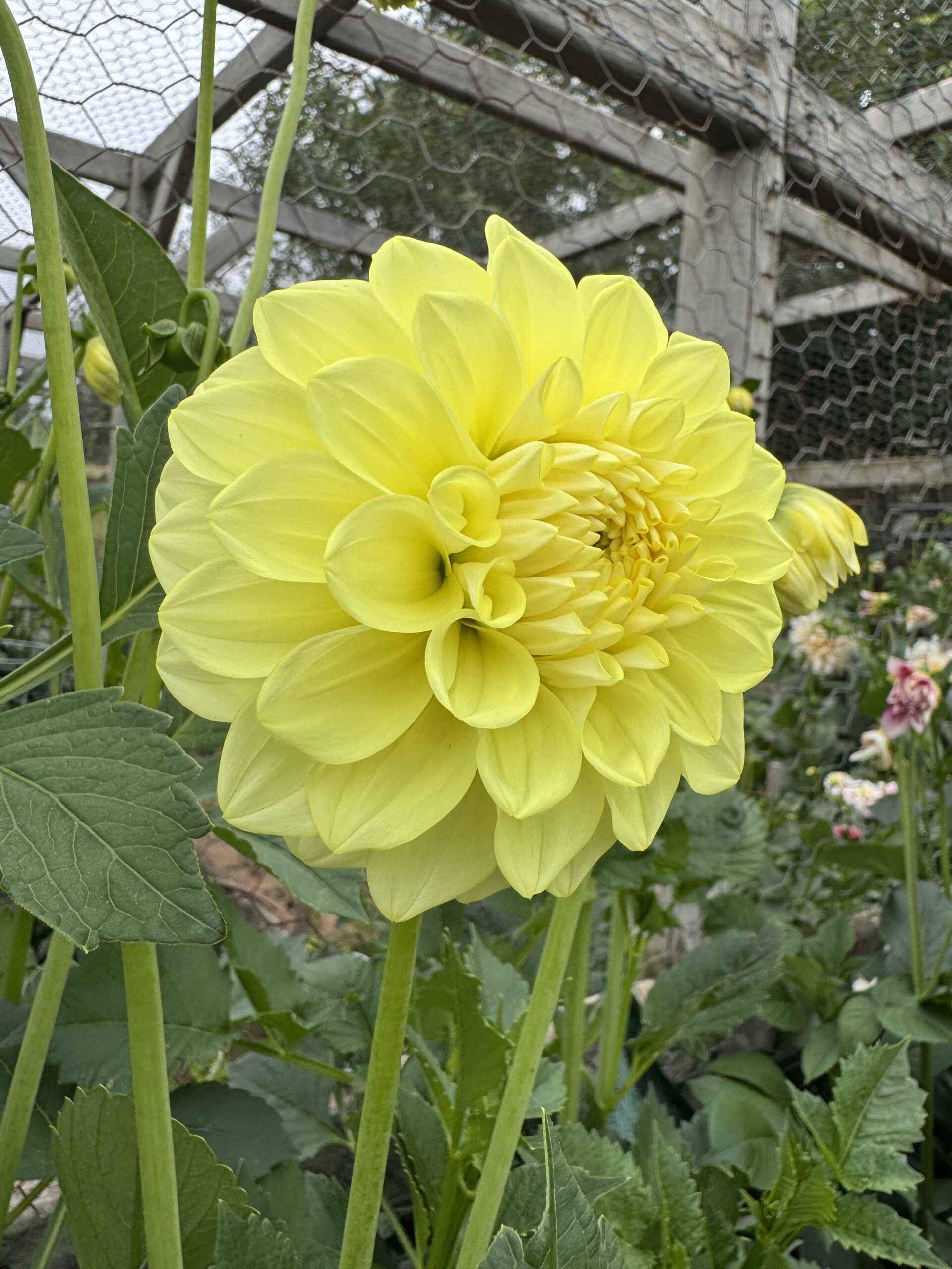 Dahlia Patch 'Dahlia Jean'