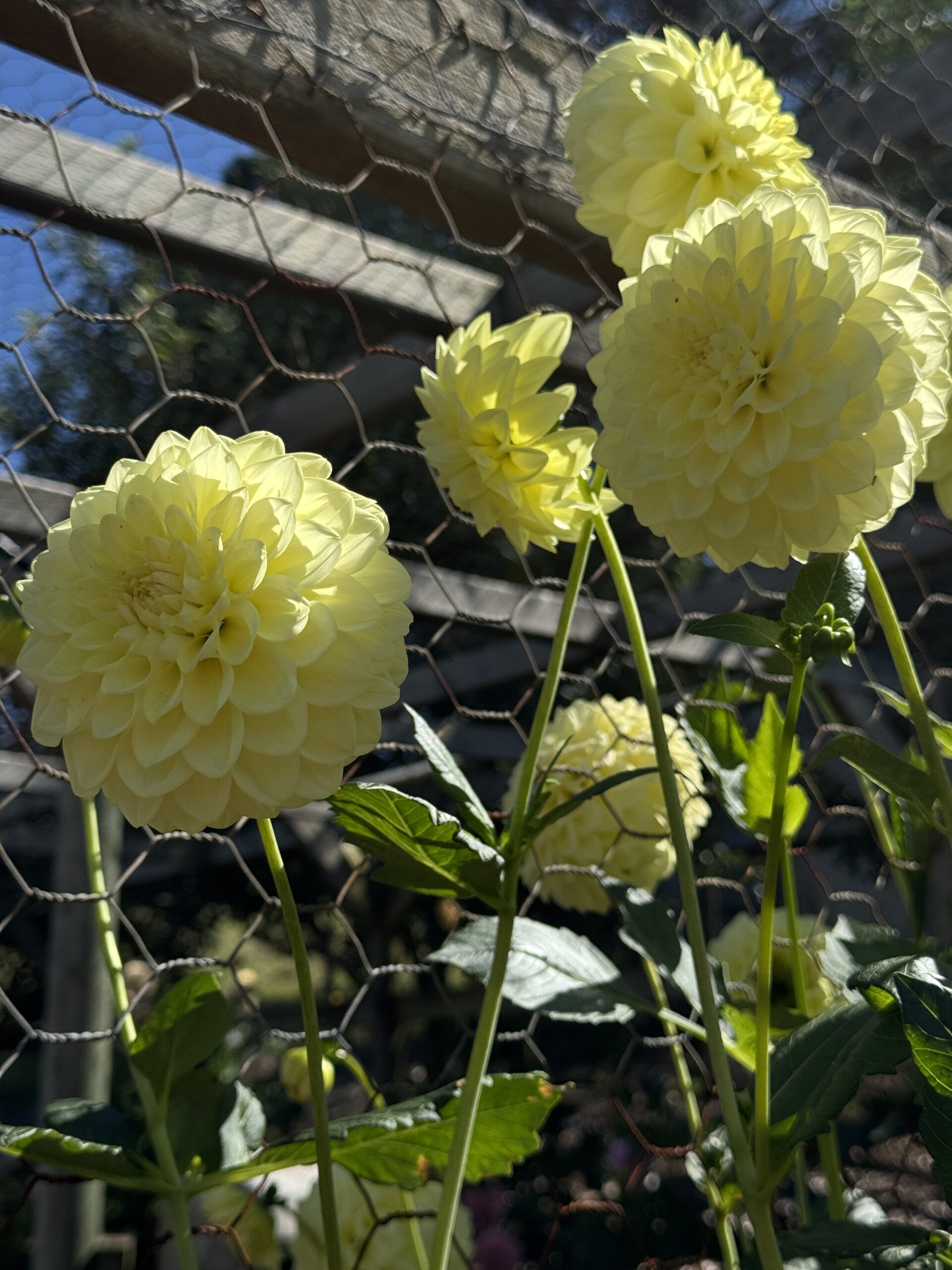 Dahlia Patch 'Dahlia Jean' - Image 2