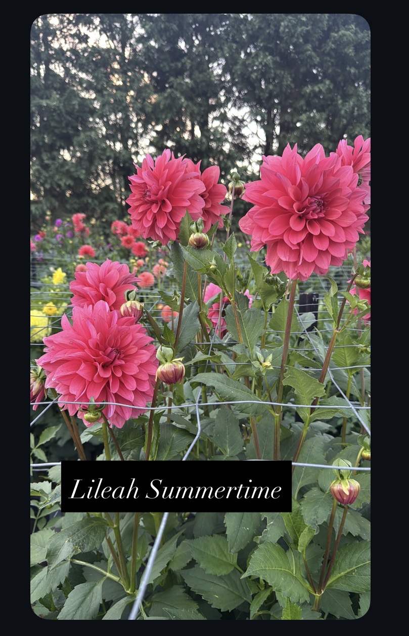 Lileah Summertime - Image 2