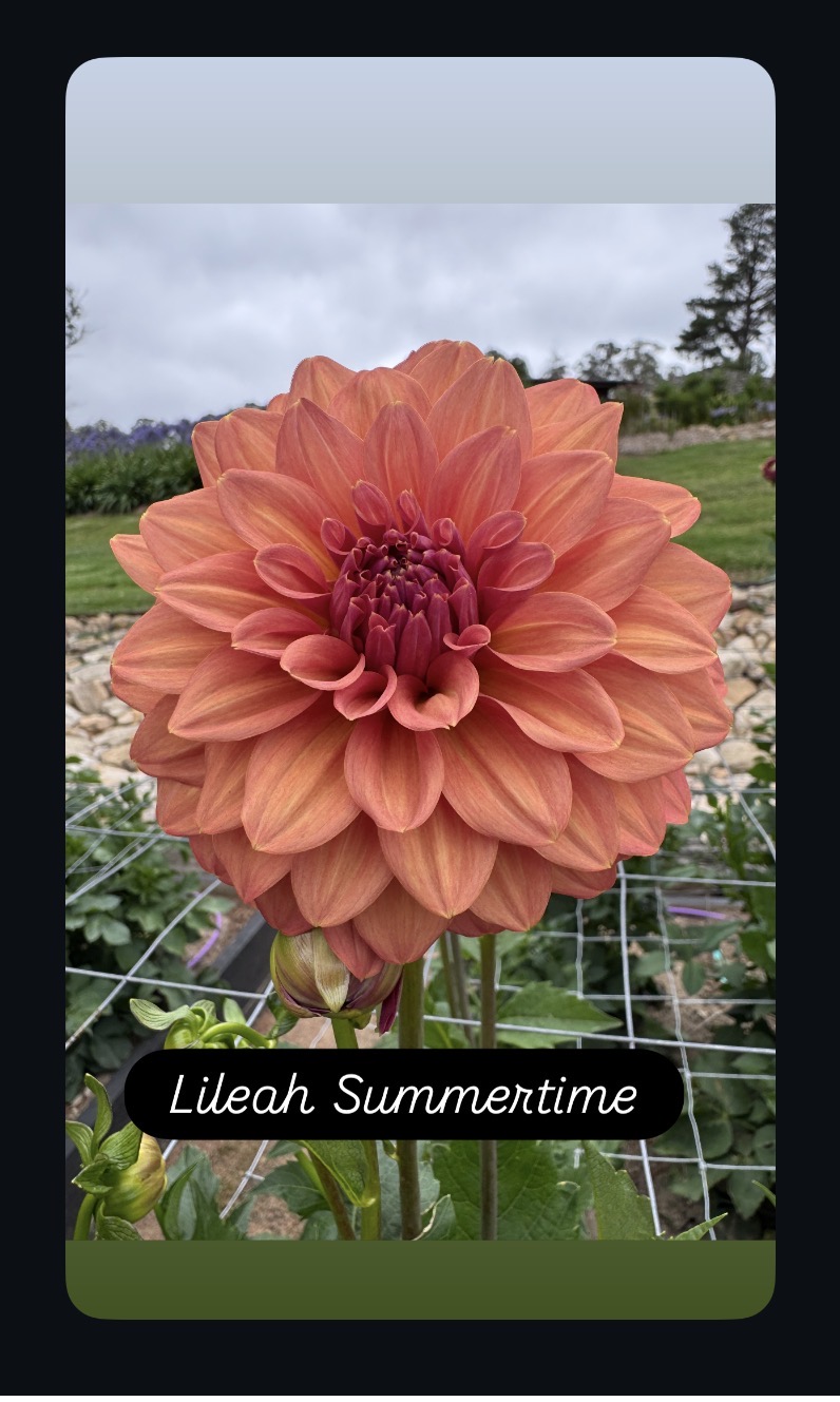 Lileah Summertime - Image 3