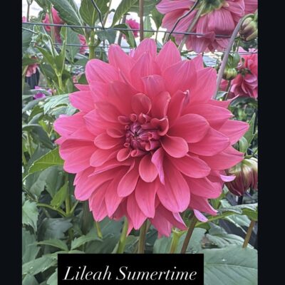 Lileah Summertime