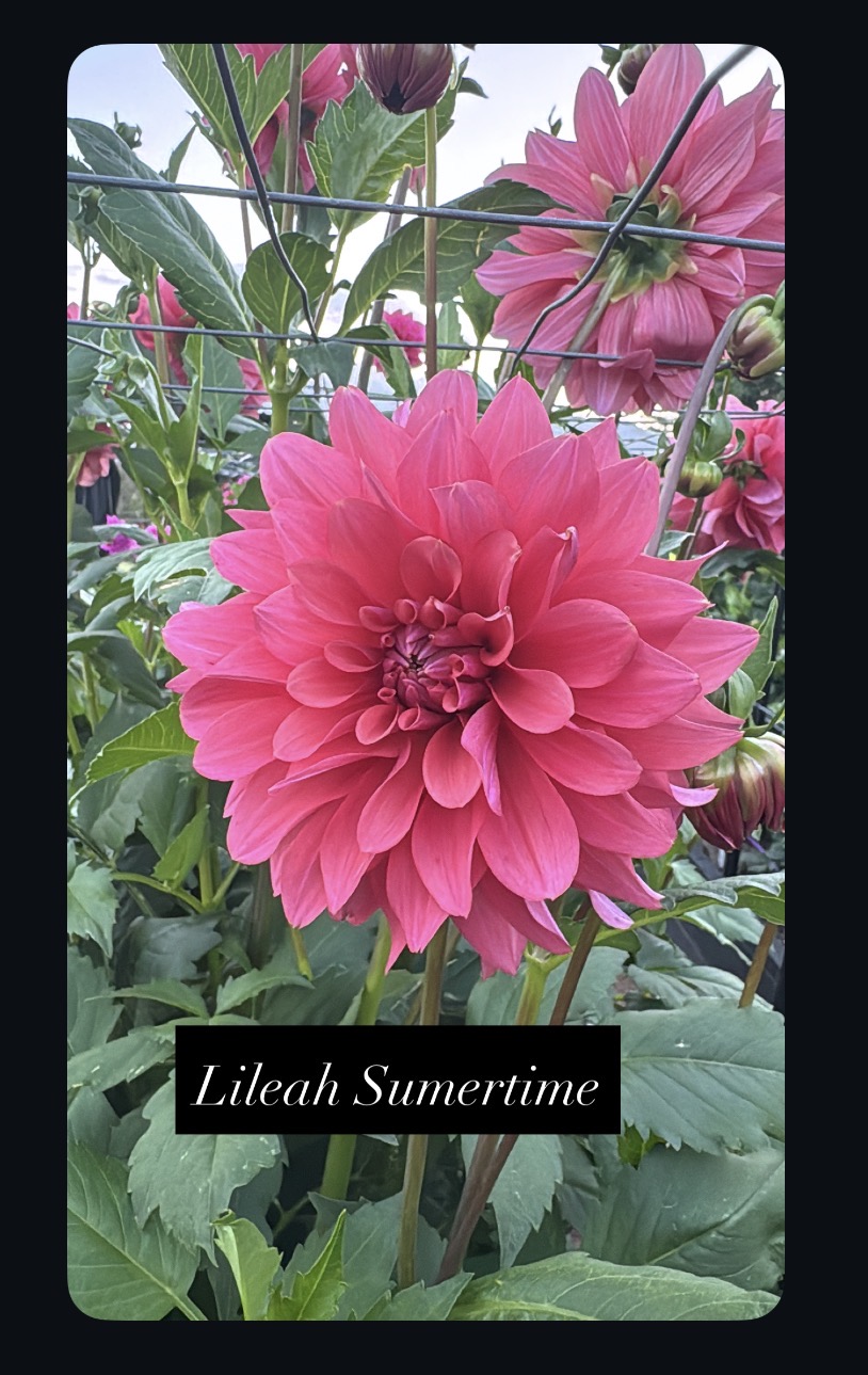 Lileah Summertime