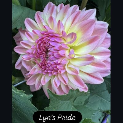 Lyn's Pride