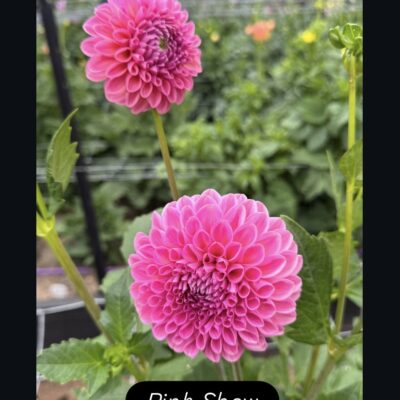 Pink Show
