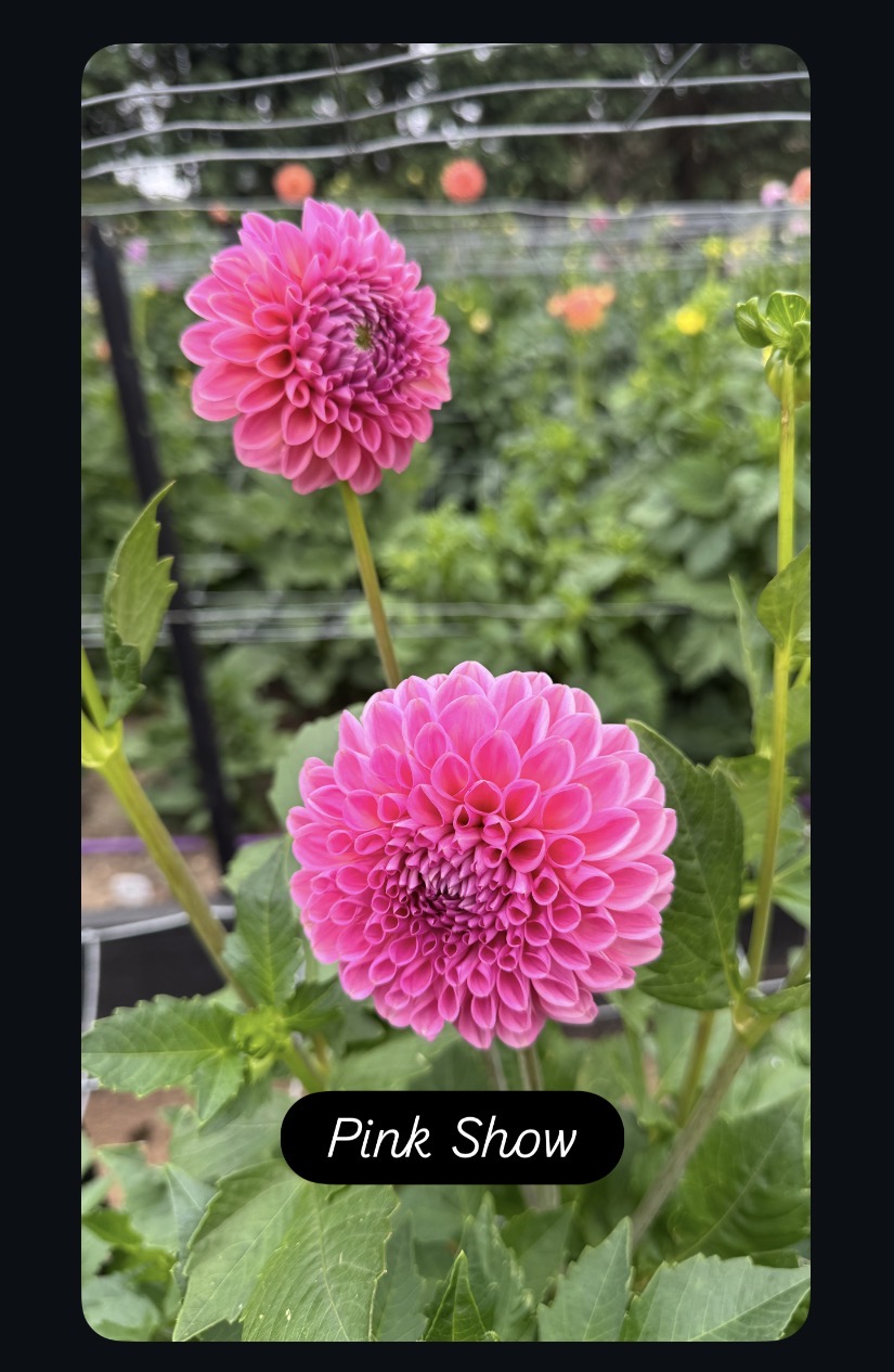 Pink Show