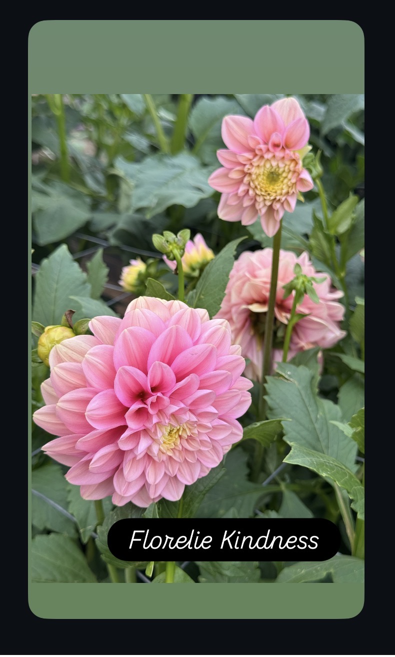 Sorbet Pack - Image 3